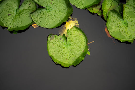 Green lily pads floating on dark water with raindrops.
